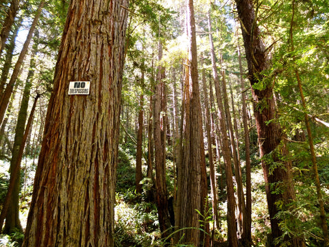 Highlighting Redwood State Park