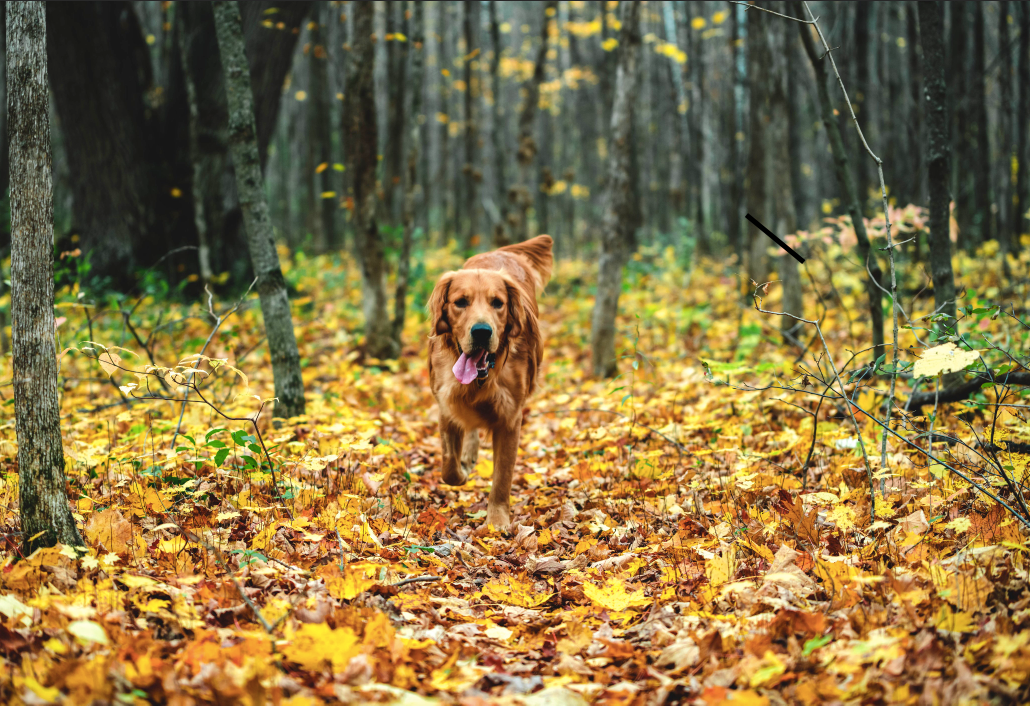Fall Camping Inspiration - "Here to Keep You Cozy" Said Your Coffee & Dog Buddy