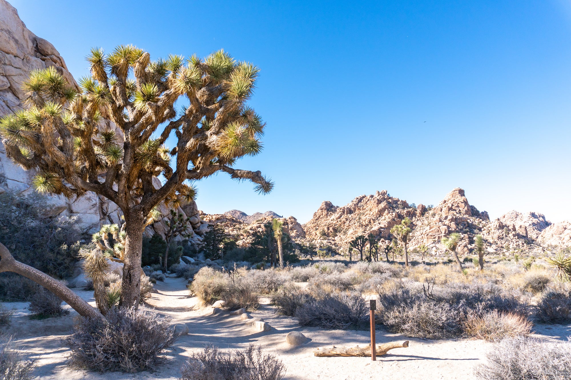 joshua tree national park